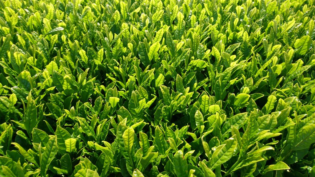 藤河内茶園